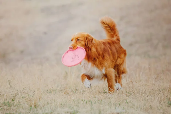 Hond Uitgevoerd Hond Vangt Een Vliegende Schijf Hond Sport — Stockfoto