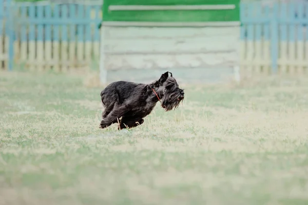 Dog running. Dog catches a flying disc. Dog sport