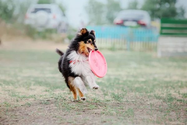 Perro Corriendo Perro Atrapa Disco Volador Deporte Perro — Foto de Stock