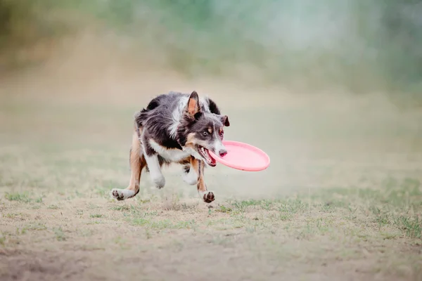 Border Collie Hond Vangen Van Een Plastic Schijf — Stockfoto