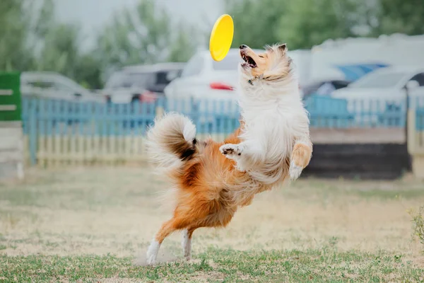 Collie Hond Vangt Een Vliegende Schijf — Stockfoto