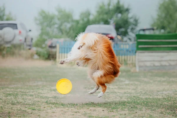 Collie dog catches a flying disc