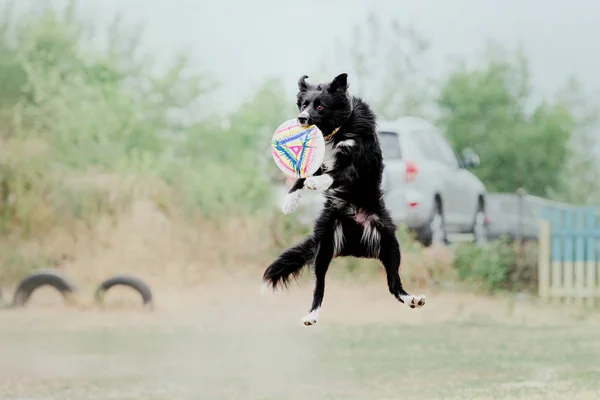 Gränsen Collie Hund Fånga Plast Skiva — Stockfoto