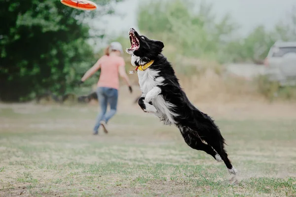 ボーダーコリー犬のプラスチック製のディスクをキャッチ — ストック写真