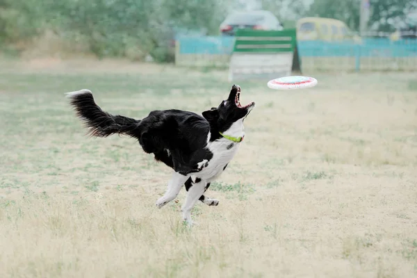 Gränsen Collie Hund Fånga Plast Skiva — Stockfoto