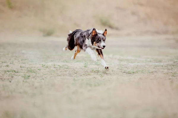 ボーダーコリー犬のプラスチック製のディスクをキャッチ — ストック写真