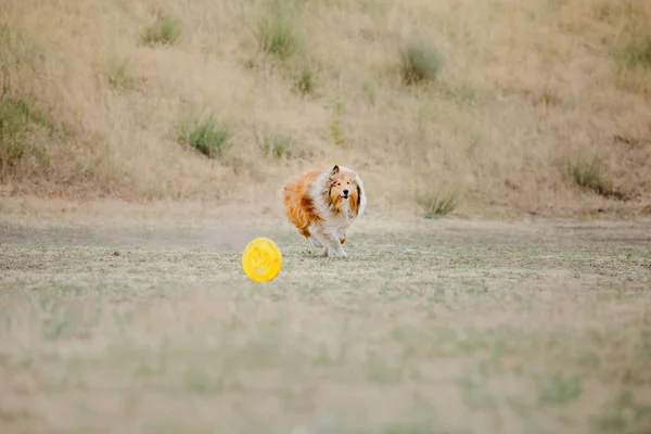 Collie Anjing Menangkap Disk Terbang — Stok Foto