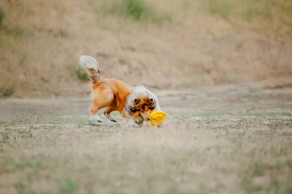 Ποιμενικού Σκύλου Σκύλος Πιάνει Έναν Ιπτάμενο Δίσκο — Φωτογραφία Αρχείου