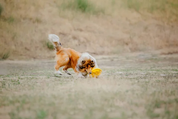 Collie Chien Attrape Disque Volant — Photo