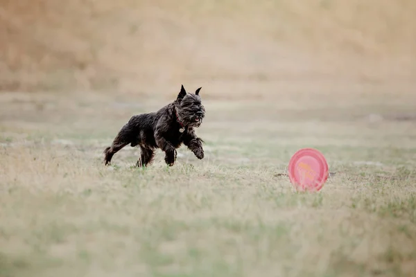 Dog running. Dog catches a flying disc. Dog sport