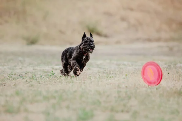 Dog running. Dog catches a flying disc. Dog sport