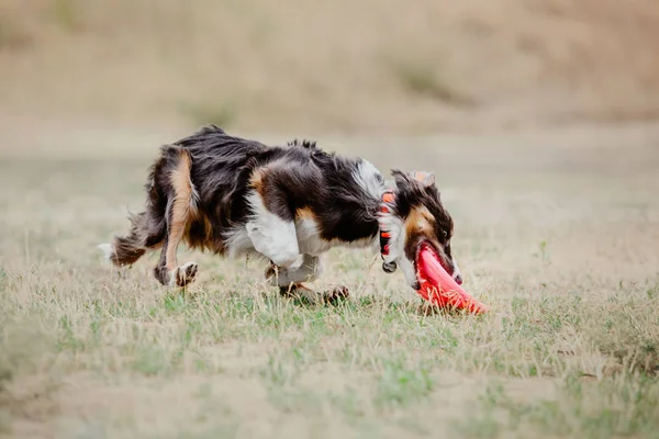 Border Collie Chien Attraper Disque Plastique — Photo