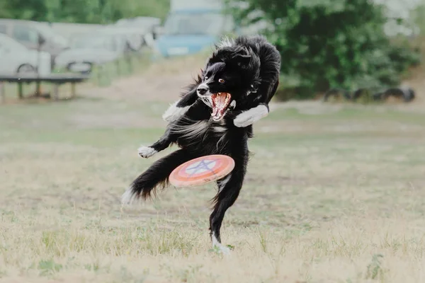 Anjing Penjaga Perbatasan Menangkap Disk Plastik — Stok Foto