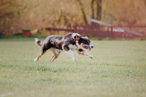 Border Collie Hond Vangen Van Een Plastic Schijf — Stockfoto