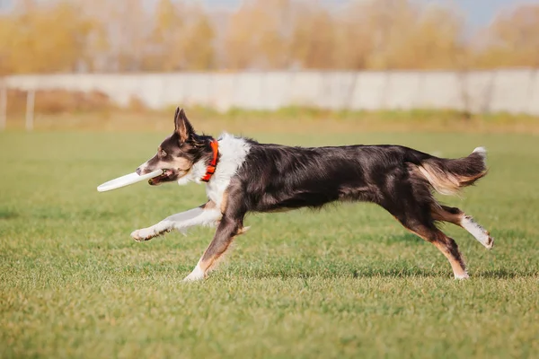 Border Collie Hond Vangen Van Een Plastic Schijf — Stockfoto