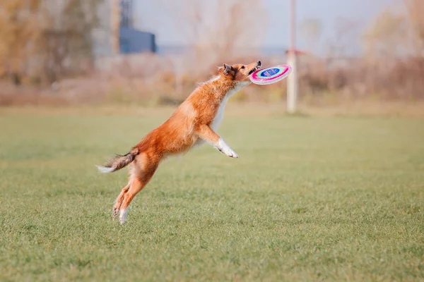 Dog Running Dog Catches Flying Disc Dog Sport — Stock Photo, Image