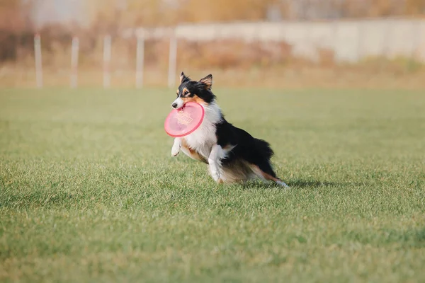 Perro Corriendo Perro Atrapa Disco Volador Deporte Perro —  Fotos de Stock
