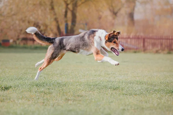 Hunderennen Hund Fängt Eine Fliegende Scheibe Hundesport — Stockfoto