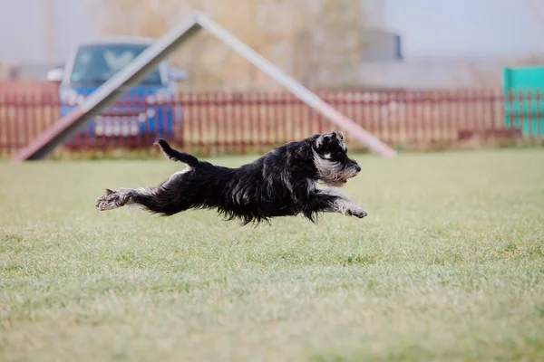 Perro Corriendo Perro Atrapa Disco Volador Deporte Perro —  Fotos de Stock