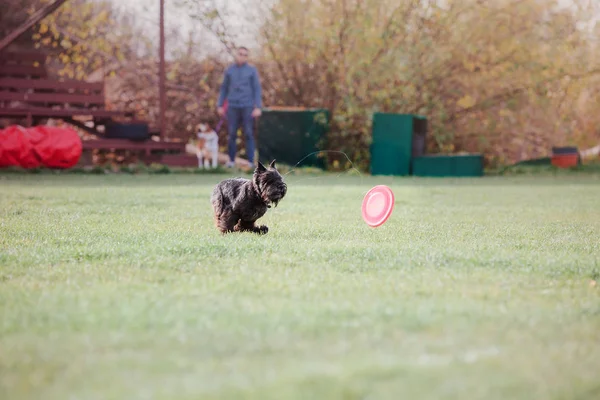 Çalışan Köpek Köpek Uçan Bir Disk Yakalar Köpek Spor — Stok fotoğraf