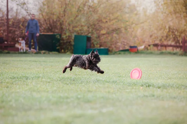 Cão Correr Cão Apanha Disco Voador Desporto Cão — Fotografia de Stock
