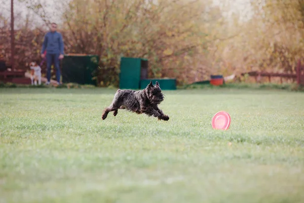 Cane Fuga Cane Prende Disco Volante Sport Canino — Foto Stock