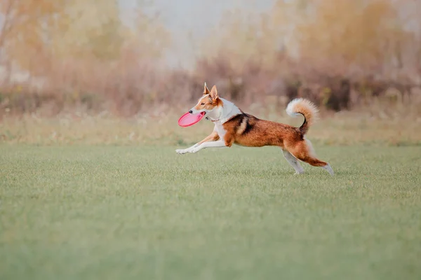 Hond Uitgevoerd Hond Vangt Een Vliegende Schijf Hond Sport — Stockfoto