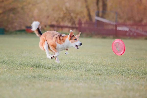 Dog running. Dog catches a flying disc. Dog sport