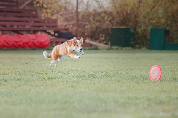Hunderennen Hund Fängt Eine Fliegende Scheibe Hundesport — Stockfoto