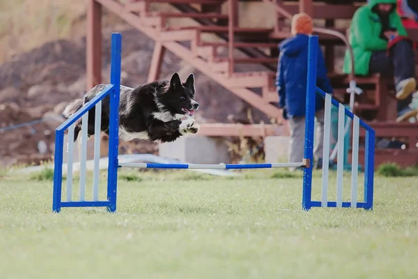 Confine Cane Collie Cattura Disco Plastica — Foto Stock