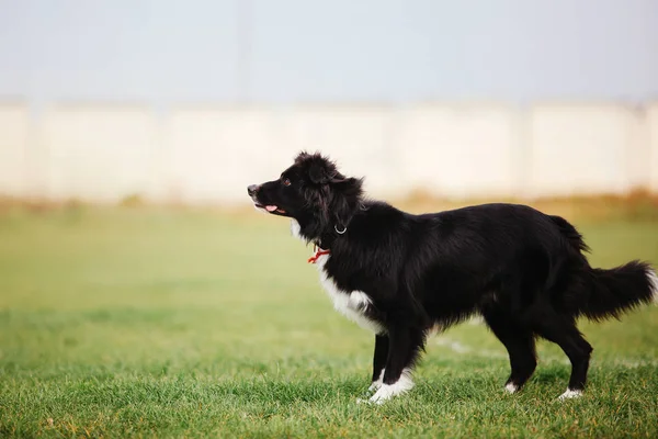 Border Collie Hond Vangen Van Een Plastic Schijf — Stockfoto