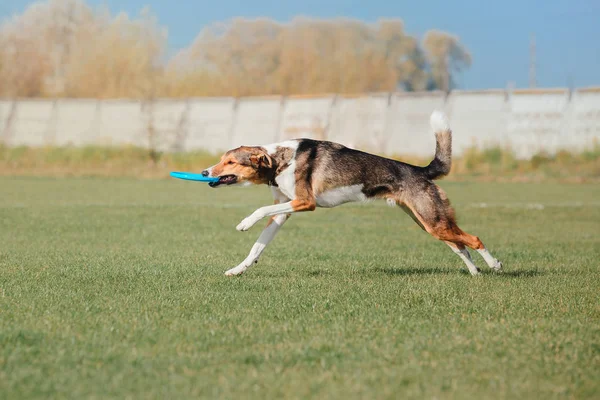 Dog running. Dog catches a flying disc. Dog sport