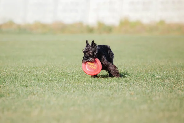 Dog running. Dog catches a flying disc. Dog sport