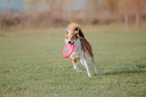 Собака Біжить Собака Ловить Літаючий Диск Собачий Спорт — стокове фото
