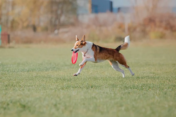 Dog running. Dog catches a flying disc. Dog sport