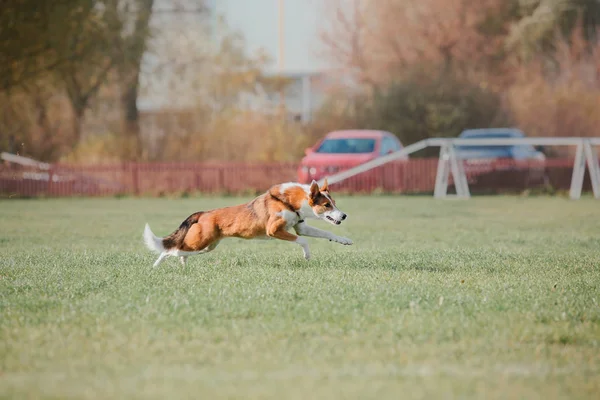 Dog running. Dog catches a flying disc. Dog sport