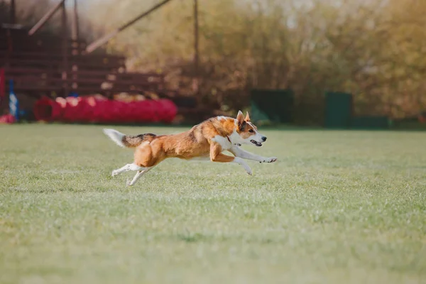 Perro Corriendo Perro Atrapa Disco Volador Deporte Perro — Foto de Stock