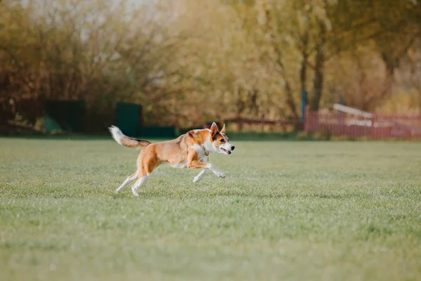 Dog running. Dog catches a flying disc. Dog sport