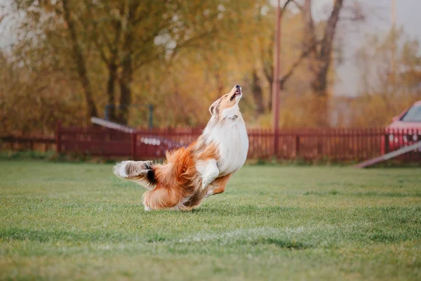 Uçan Bir Disk Collie Köpek Yakalar — Stok fotoğraf