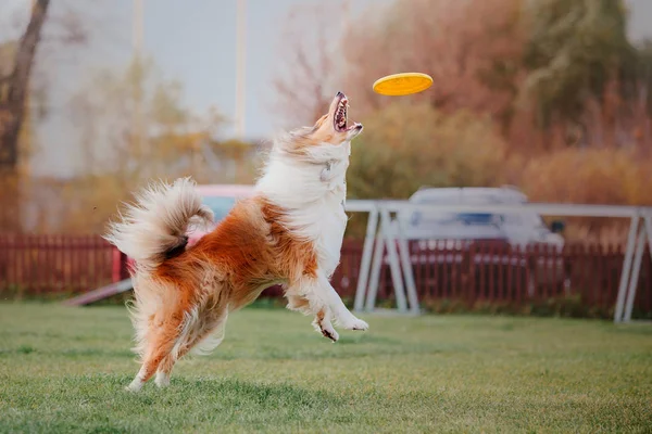 Collie Dog Catches Flying Disc — Stock Photo, Image