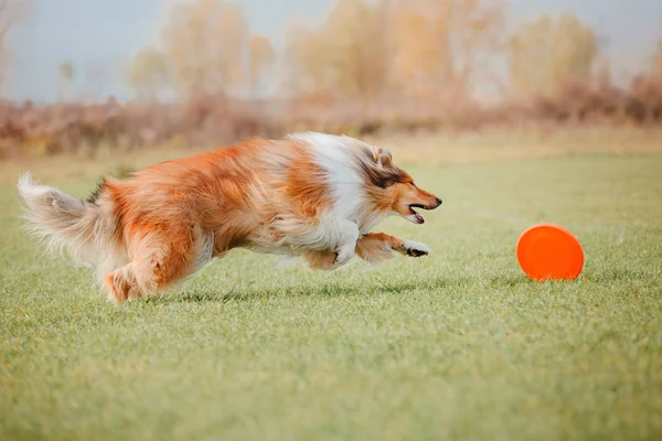 Collie Anjing Menangkap Disk Terbang — Stok Foto