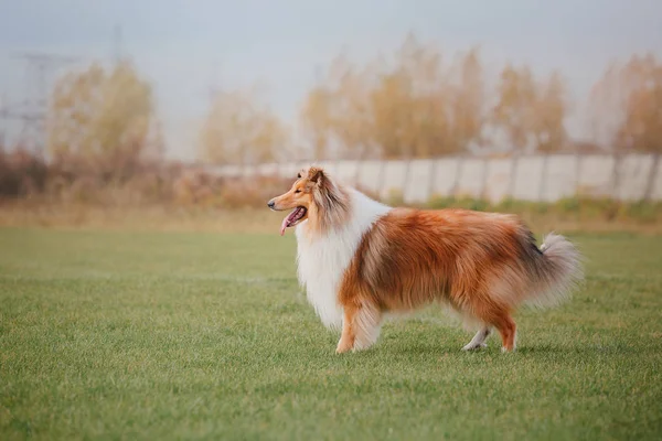 Collie Hund Fångar Flygande Skiva — Stockfoto