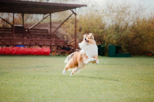 Collie Dog Catches Flying Disc — Stock Photo, Image