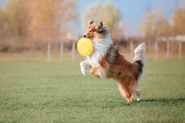 Collie Hond Vangt Een Vliegende Schijf — Stockfoto