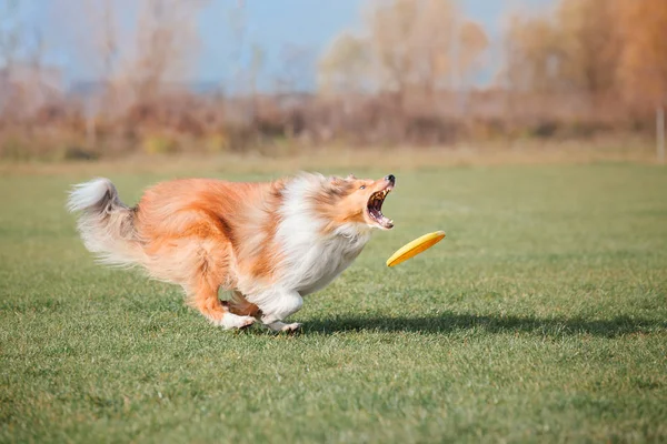 Collie Dog Catches Flying Disc — Stock Photo, Image