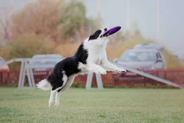 Border Collie Chien Attraper Disque Plastique — Photo