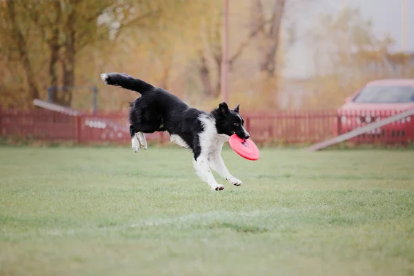 ボーダーコリー犬のプラスチック製のディスクをキャッチ — ストック写真