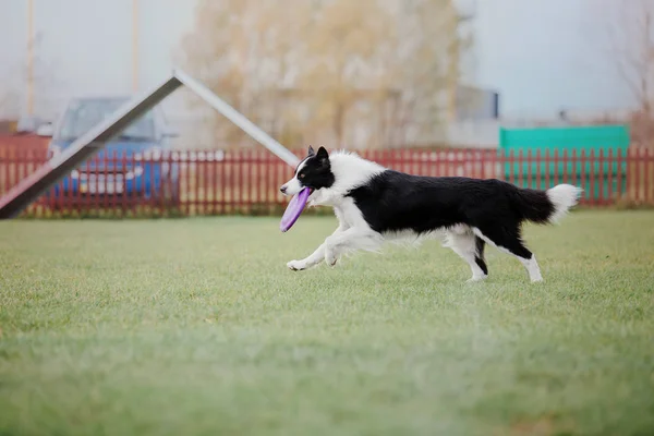 Border Collie Kutya Gyönyörködtető Egy Műanyag Lemez — Stock Fotó