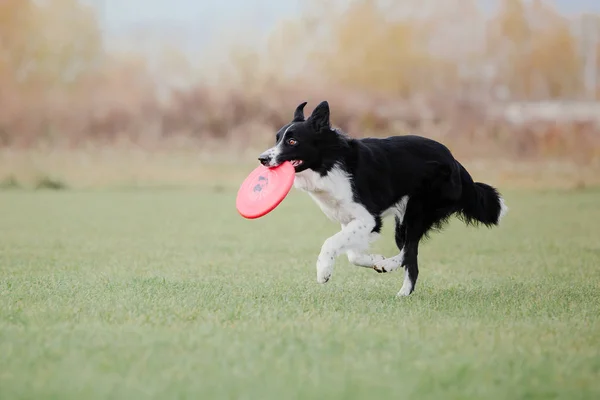Anjing Penjaga Perbatasan Menangkap Disk Plastik — Stok Foto