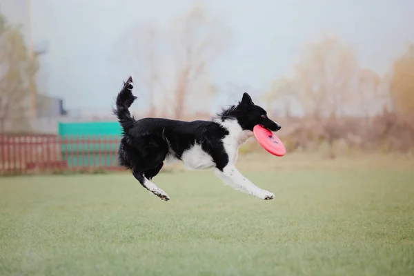 Anjing Penjaga Perbatasan Menangkap Disk Plastik — Stok Foto